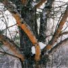 Scotch Pine #5 - Image 3